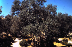 0099-Olivenbaum in Gethsemane-5-1-2014_028