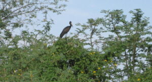 31-Afrikanischer Storch-IMG_4387